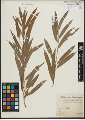 Foto von Salix purpurea L. x Salix viminalis L.
